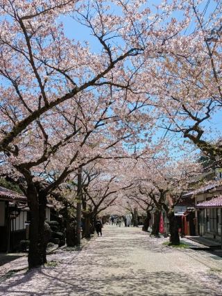Shinjō Village Cherry Blossoms– A Hidden Floral Paradise in Rural Okayama