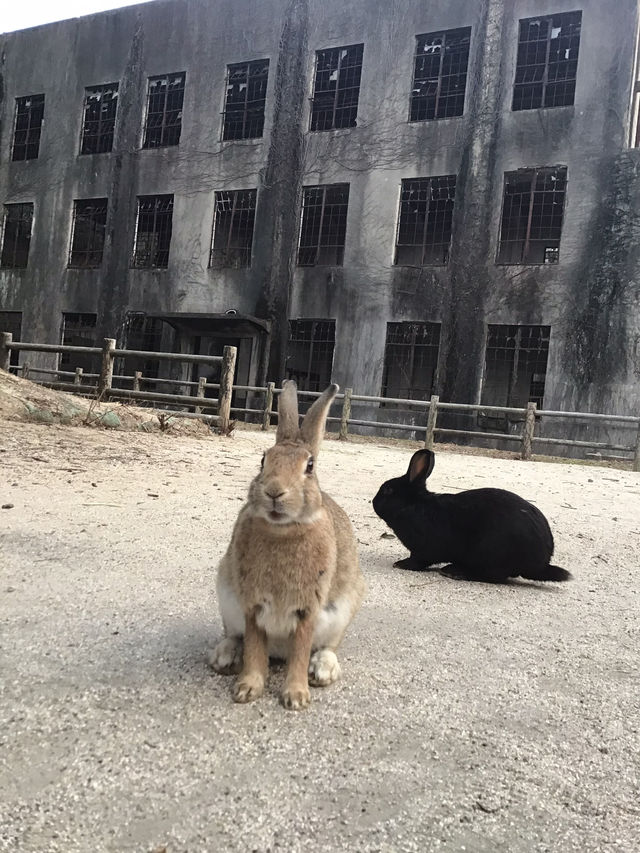 【うさぎ島】大久野島で癒される🐰