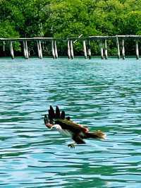 Pulau Singa Besar – Langkawi’s Wild Island of Eagles & Nature** 🦅🌿