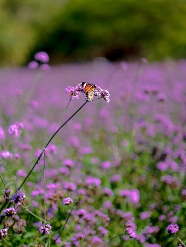 Hokkaido Flower park Khaoyai