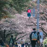 SHUKUGAWA PARK สวนซากุระ ทางยาว 2 กม. ! 🌸