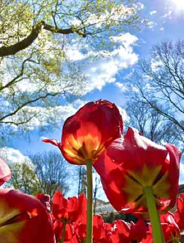イスタンブールのおすすめチューリップ観賞2026年（2月更新）| Trip