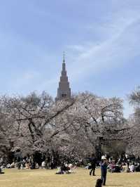 "Petals in the Wind: Japan’s Enchanted Sakura Season"