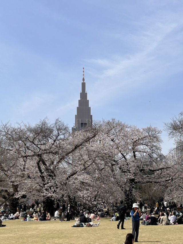 "Petals in the Wind: Japan’s Enchanted Sakura Season"