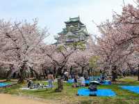 Osaka Castle Park Cherry Blossoms: A Fairytale in Pink