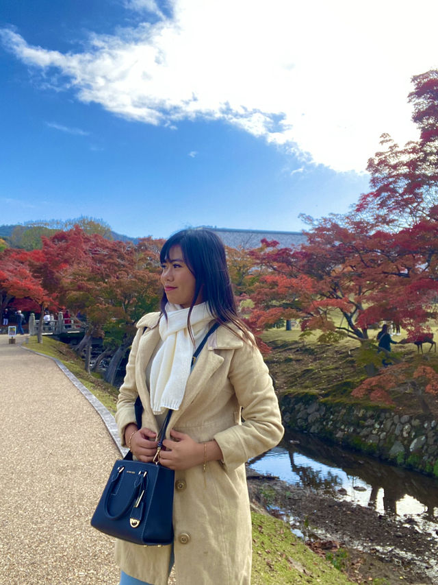 Top Tips for a Perfect Nara Park Adventure