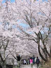 Springtime Adventure: Cycling and Cherry Blossoms Around Mount Fuji 🌸🚴‍♂️