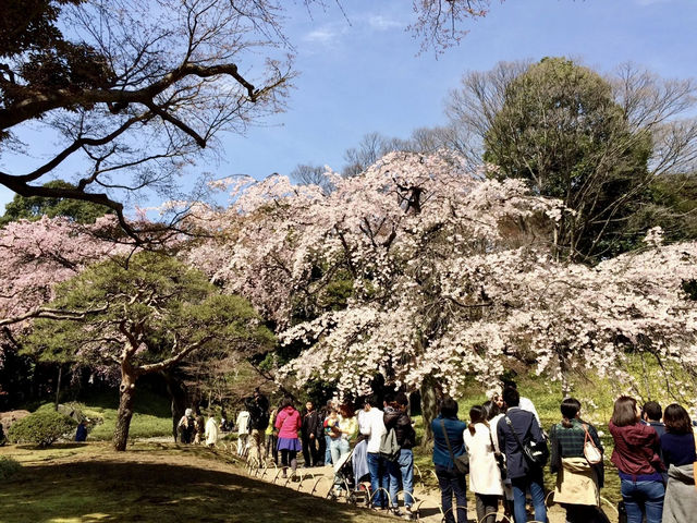 🌸 Time-Traveling Sakura: My Day in Koishikawa Korakuen’s Secret Garden 🌸