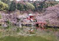 🌸 Blossoms & Buddha: My Magical Day at Daigo-ji Temple 🌸