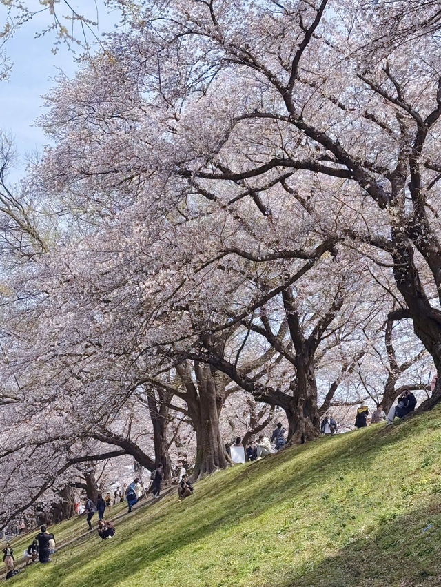 Kyoto Cherry Blossoms in Full Bloom: A Breathtaking Sight with Snow-like Petals 🌸✨