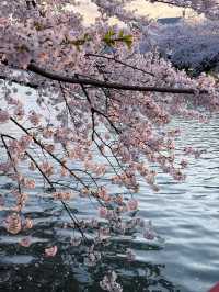 Hirosaki Park Sakura | Tohoku's Blossom Wonderland
