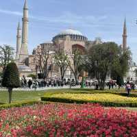 Tulip in Istanbul