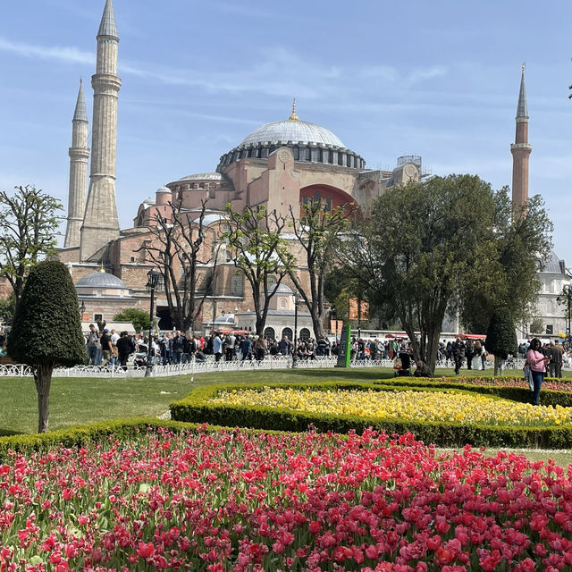 Tulip in Istanbul