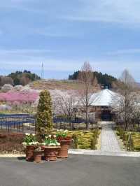 Spring Bloom Drive to Nakanojo Gardens