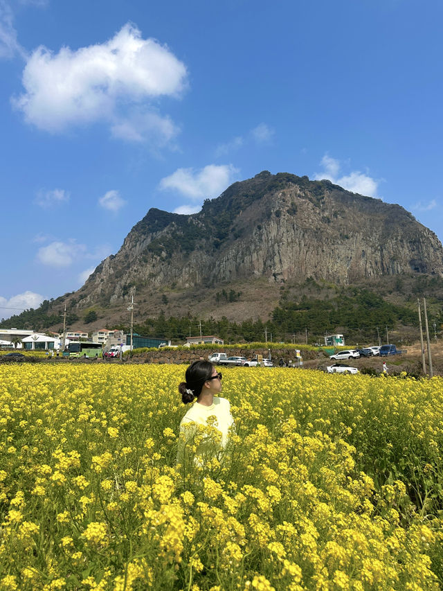 봄맞이 제주 2박3일 혼여행코스 🌼💛