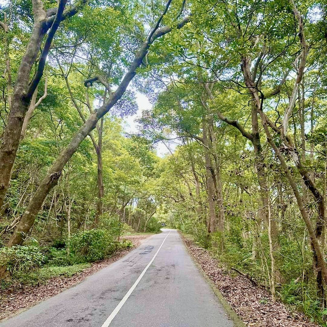 Touching the Clouds: Hiking Tai Mo Shan, Hong Kong’s Highest Peak 