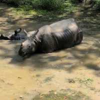 🇳🇵チトワン国立公園
