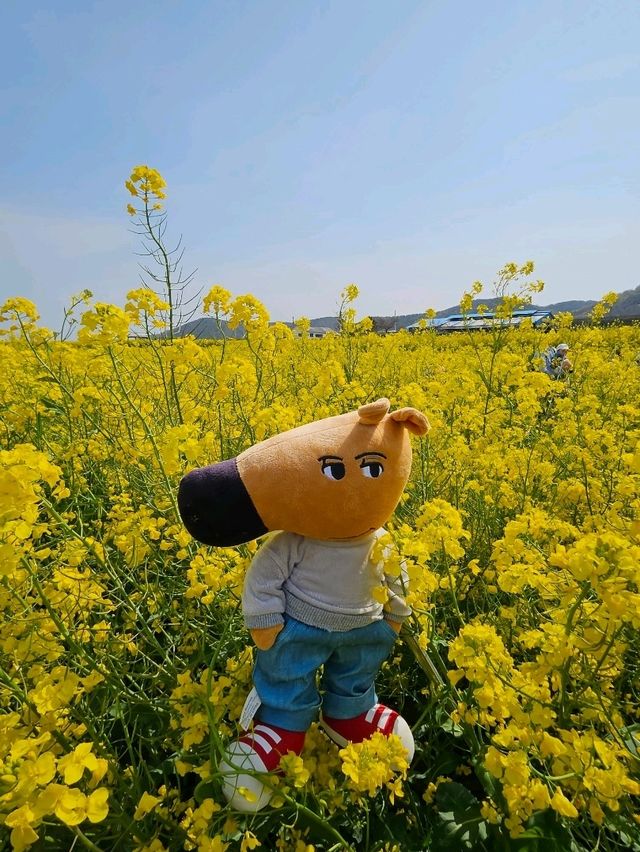 포항 유채꽃밭의 chill guy