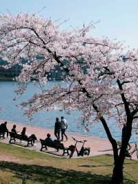 🇩🇪Hanami in Hamburg — Cherry Blossom Magic by Alster Lake