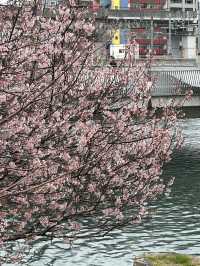 일본 기타큐슈에 위치한 고쿠라성 🏯