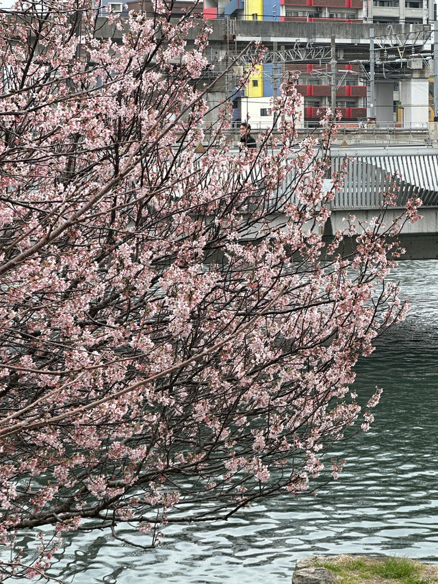 일본 기타큐슈에 위치한 고쿠라성 🏯