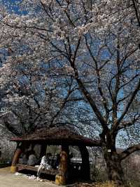 “Whispers of Spring: Cherry Blossoms in Daejeon’s Hidden Havens”
