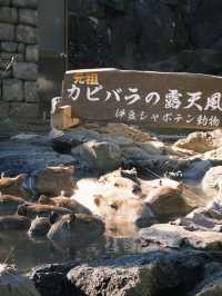 伊豆仙人掌動物園：一起看水豚君浸溫泉！