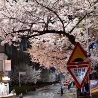 Cherry Blossoms at Oncheoncheon River: A Springtime Gem