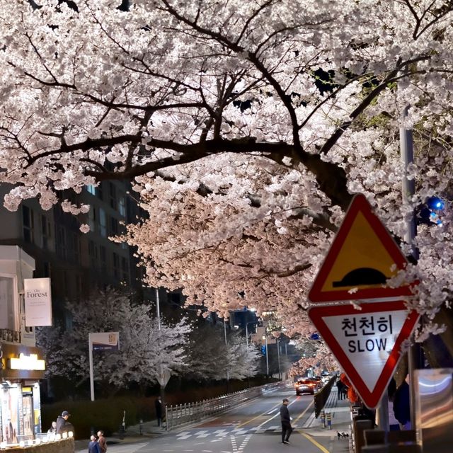 Cherry Blossoms at Oncheoncheon River: A Springtime Gem