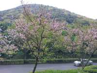 The Stunning views at Yangmingshan National Park, Taipei, Taiwan