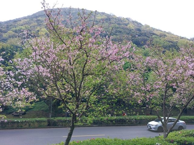 The Stunning views at Yangmingshan National Park, Taipei, Taiwan