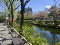 Cherry Blossoms in April: Japan's Hidden Garden Gems
