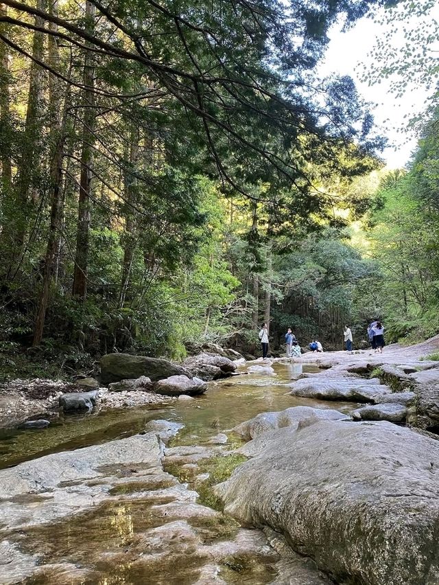 Secret Cave Vibes & Forest Feels
