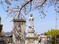 內行人才知道的京都賞櫻景店---本滿寺