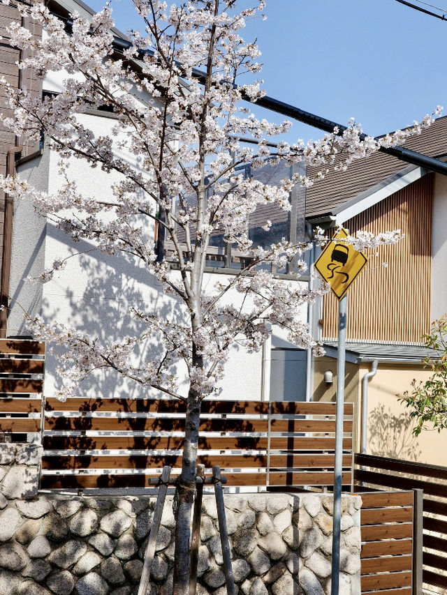 🌸 Kobe Sakura Outing — Petal-Perfect Moments