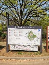 Beautiful Sakuras At Yoyogi Park