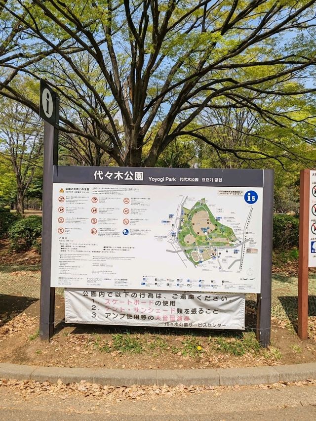 Beautiful Sakuras At Yoyogi Park