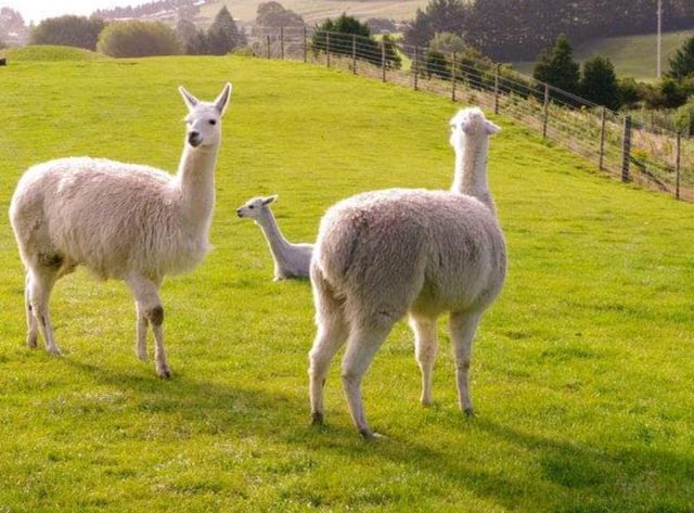 #愛歌頓農場Agrodome Farm-紐西蘭羅託魯亞