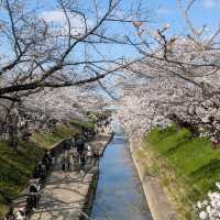 Sakura Overload in the Best Way 🌸