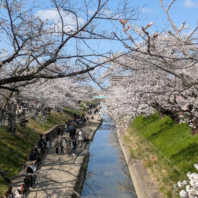 Sakura Overload in the Best Way 🌸