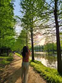 평생 볼 가로수 다 보고 온…🌳 담양 메타세콰이어길