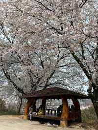 Daejeon: Korea’s Underrated Blossom EscapeLocation: Daejeon, South Korea