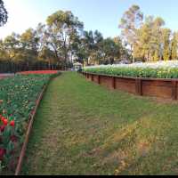 Araluen Botanic Park – A Blooming Wonderland