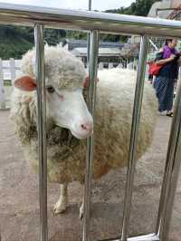 Experience A Fluffy Escape: The Sheep Sanctuary Experience