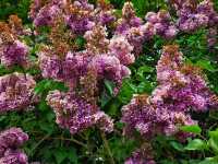 Flower in Bloom at Ascott: A Dreamy English Garden Escape