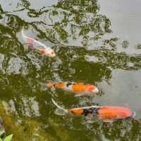 Mystical Encounters at Iwakuni Shirohebi Shrine