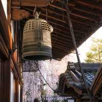 Japan – Sakura Nights Under the Lantern Glow