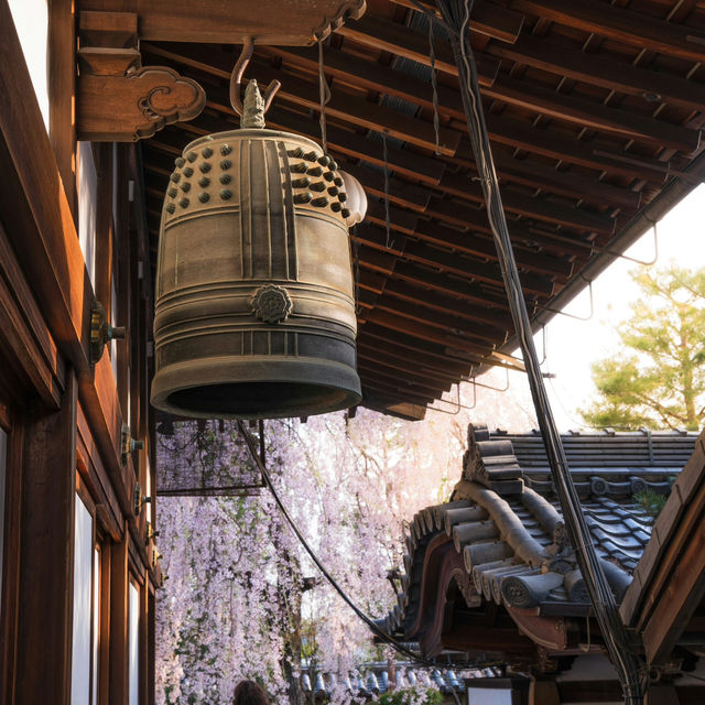 Japan – Sakura Nights Under the Lantern Glow