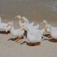 คาเฟ่ริมทะเลชะอำสุดน่ารักกับน้องเป็ด🐣🐤