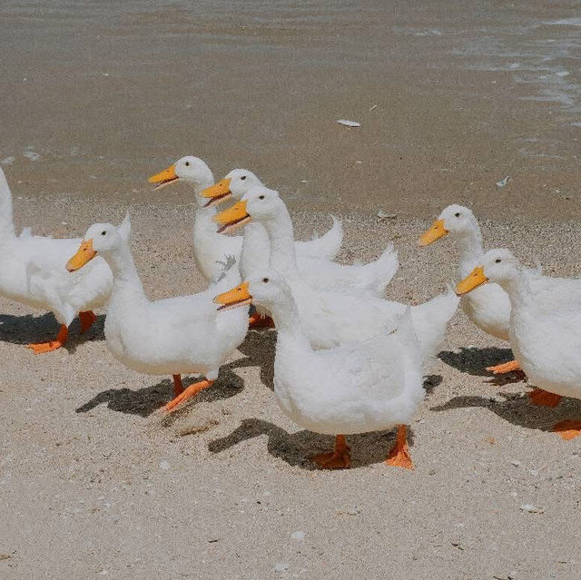 คาเฟ่ริมทะเลชะอำสุดน่ารักกับน้องเป็ด🐣🐤